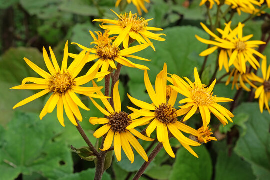 Yellow Ligularia dentata, also known as summer ragwort or leopard plant, in flower.
