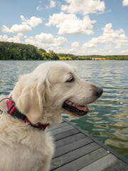 golden retriever smiling by deseda lake dock