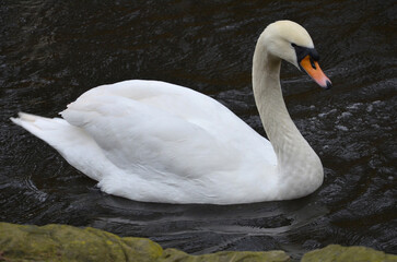 Fototapeta premium Closeup portrait of white swan (Cygnus Olor) swimming isolated in dark water of park pond. Wild water birds, fauna,swan in winter, wildlife protection.