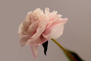 Smoke close-up Pink, beige cream Peony Flower bud Petals bouquet. Macro Natural art blur light background.