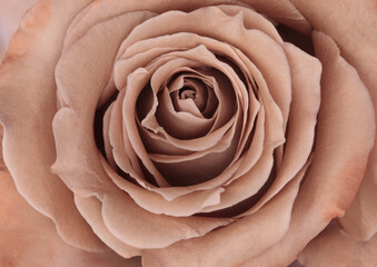 Close-up cream beige, pink mocha Rose Flower bud petal . Natural top view background.
