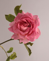 Close-up cream pink Rose Flower bud Petal on beige gray. Natural background.
