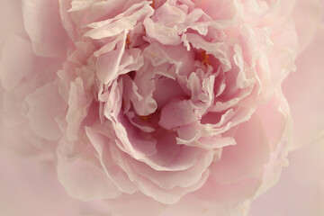 Smoke close-up Pink, beige cream Peony Flower bud Petals bouquet. Macro Natural art blur background.