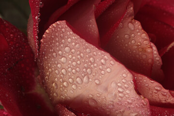 Smoke close-up selective soft focus cream beige, red  Rose Flower bud Petal with water Drop. Natural background.