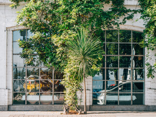 Urban greenery with tropical plant in front of industrial style glass facade, eco-friendly building design with green architecture and window reflections in city environment.