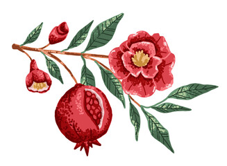 Pomegranate branch with red fruit and flowers. Botanical flat element