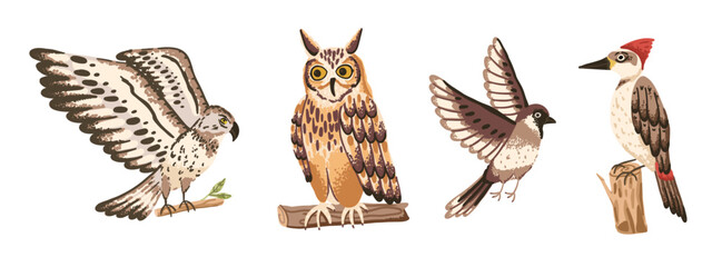 Wild forest bird set with owl, hawk, woodpecker and sparrow