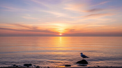 Serene seagull on rock at peaceful ocean sunset