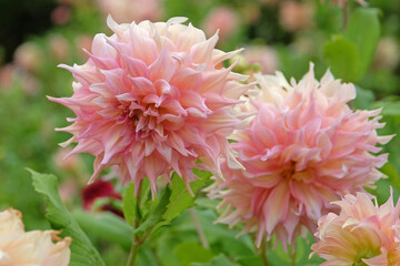 Cream and pink dinner plate decorative dahlia, &lsquo;Penhill Watermelon&rsquo; in flower.