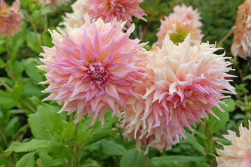 Cream and pink dinner plate decorative dahlia, &lsquo;Penhill Watermelon&rsquo; in flower.