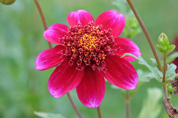 Obraz premium Purple pink anemone Dahlia ‘Rock Star’ in flower.