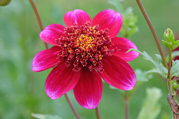 Purple pink anemone Dahlia &lsquo;Rock Star&rsquo; in flower.