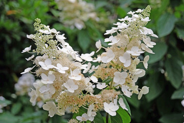 White Hydrangea paniculata &lsquo;Confetti&rsquo; in flower.
