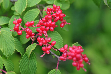 Fototapeta premium Red berries of Viburnum dilatatum, or Linden Arrowwood or Linden Viburnum.