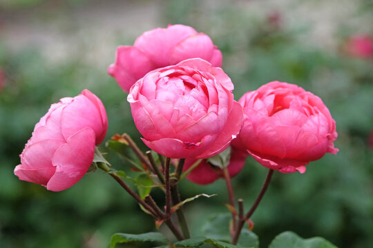 Pink globular rose, rosa &lsquo;Pomponella&rsquo; in flower.