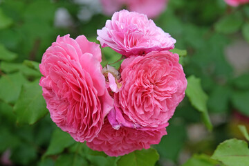 Pink double shrub rose &lsquo;Theo Clevers&rsquo; in flower.