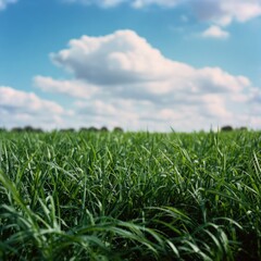 Obraz premium Lush green grass field under cloudy blue sky on a sunny day