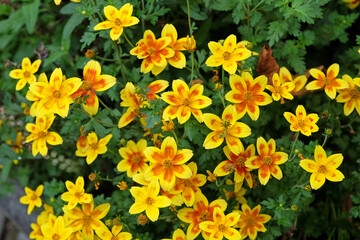 Yellow and red Bidens Ferulifolia &lsquo;Body Boom Red Eye&rsquo; in flower.