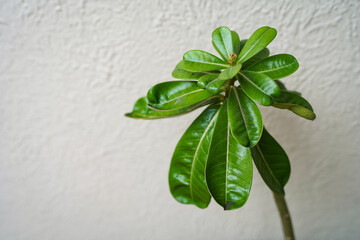 Desert rose plant growing with green leaves against wall