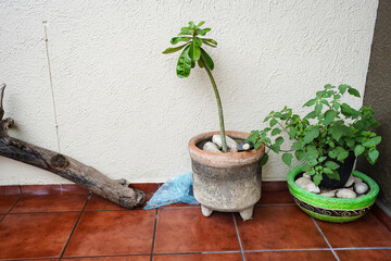Potted adenium and potted green plant on tiled floor
