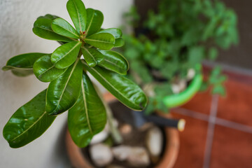 Green leaves growing in a terracotta flowerpot