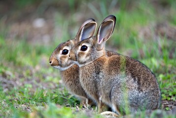 Fototapeta premium Two adorable wild rabbits sitting close together in a vibrant green grassy field