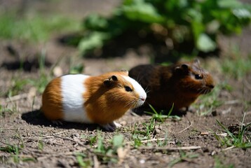 A charming duo of guinea pigs with distinctive coats on a sunlit patch of ground
