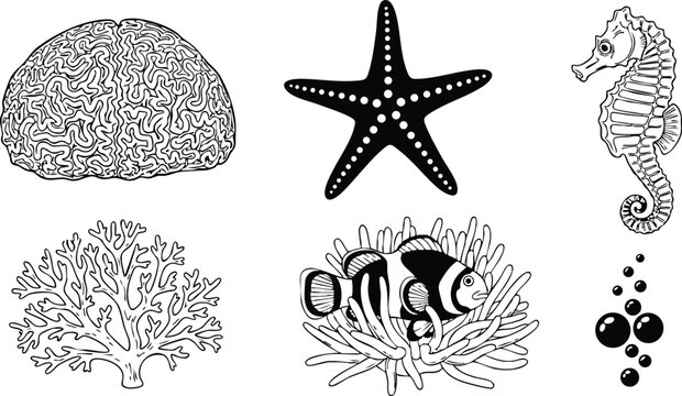 Line art close up of clownfish in anemone with seahorse starfish brain coral and branching coral icons arranged on white background horizontal detailed illustration vector minimal