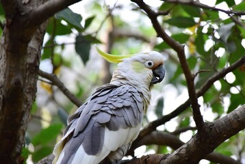 A captivating sulphur-crested cockatoo with its distinctive yellow crest perched on a tree branch