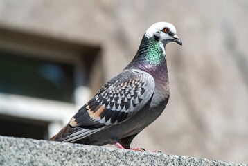A beautiful pigeon with a white head and iridescent plumage perched on a stone ledge