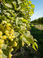 ripe white grapes on vine in sunny vineyard