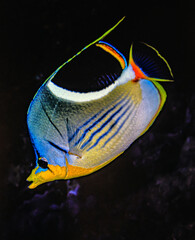 saddle butterflyfish,Chaetodon ephippium is a species of marine ray-finned fish,