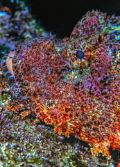 Synanceia verrucosa, the reef stonefish, is a species of venomous,