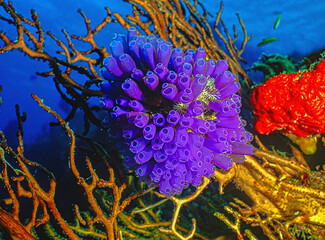 Tunicate on coral reef, underwater