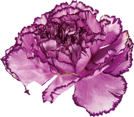 紫のカーネーション（透過PNG） / Purple Carnation Flower on Transparent Background PNG