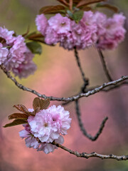 Central Park in spring, Cherry Blossoms