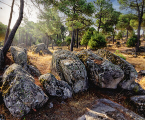Rocas en el pinar