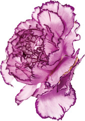 紫のカーネーション（透過PNG） / Purple Carnation Flower on Transparent Background PNG
