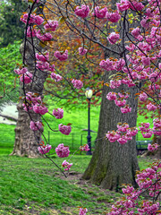 Central Park in spring