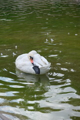 Duck Floating On The Lake