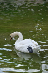 Duck Floating On The Lake