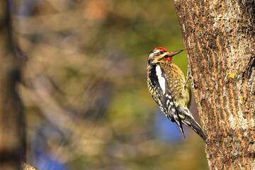 Yellow bellied sapsucker woodpecker perched on tree, against blurry winter background. 