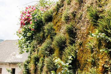 A textured stone wall is completely overtaken by thick green moss, clusters of delicate ferns, and climbing vines. In the upper corner, a vibrant bush of bright pink roses adds a splash of color to