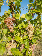ripe white grapes on vine in vineyard