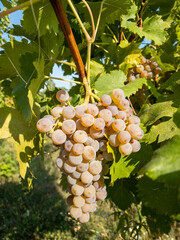 closeup of ripe white grapes on vine