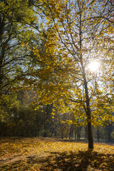 Fototapeta premium ground is completely covered with yellow and orange foliage in a park with maples, tall old maples with yellow foliage during leaf fall in the sunny autumn season