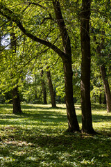 Fototapeta premium beautiful trees with green foliage are illuminated from behind by bright sunlight