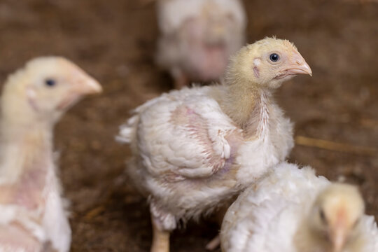 fat chickens in a large industrial enterprise in the field of poultry farming, fat young broiler are fattened to ensure the meat industry