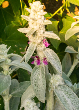 Stachys byzantina aka Lamb's ear in bloom, small pink flowers. Sao Francisco de Paula, South of Brazil