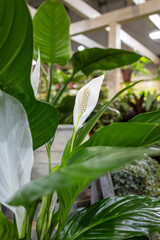 Variety of potted indoor plants in garden center display